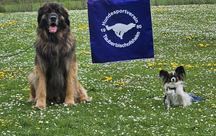 Bild Eva Linden Sportverein für große und kleine Hunde
