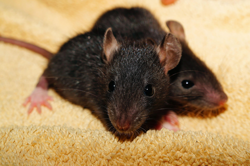 Zwei Ratten auf einer Decke