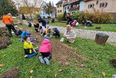Schüler beim Stecken von Blumenzwiebeln im Badgarten
