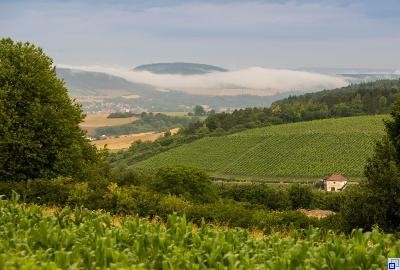 Städtisches Rebgut Edelberg